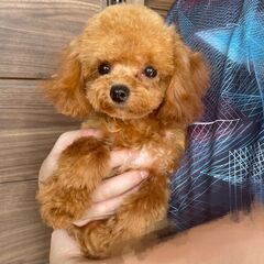 新しいご家族が決まりました。ありがとうございました。