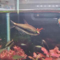 エンペラーテトラ 4匹 熱帯魚 お譲りしますの画像