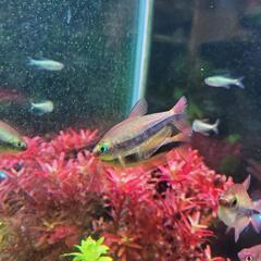 エンペラーテトラ 4匹 熱帯魚 お譲りしますの画像