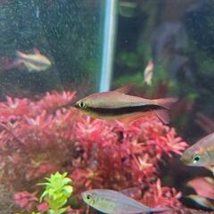 エンペラーテトラ 4匹 熱帯魚 お譲りしますの画像