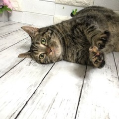 ブリーダーさんから引退の猫です。