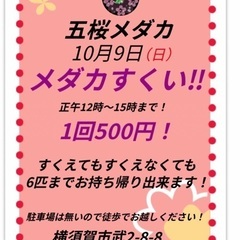 【五桜メダカ】 10月9日　12時〜15時　メダカ掬い