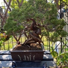 糸魚川真柏　3 ミニ盆栽：糸魚川真柏（曲・3年生）*（瀬戸焼白緑釉掛け丸深鉢