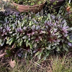 受渡し予定者様決まりました　アジュガ　抜き苗の画像