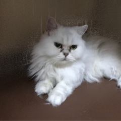 ブリーダーさん引退の猫ちゃんです