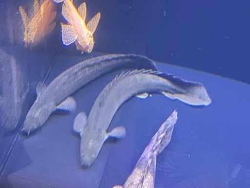 ポリプ２匹セット　ラプラとビキビキ　熱帯魚　古代魚　アクアリウム