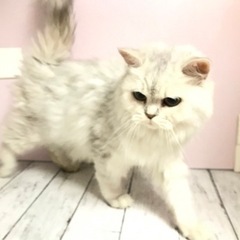 ブリーダーさん引退の猫ちゃん