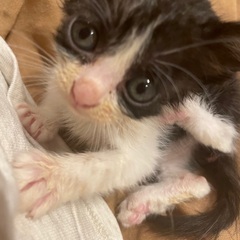 ハチワレちびちゃん♀可愛いです(*¨̮*)