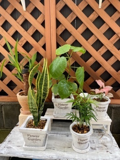 テラコッタで観葉植物たち植えてみました