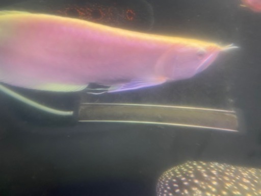 アルビノシルバーアロワナ