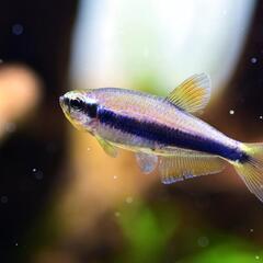 熱帯魚 5匹セット ☆インパイクティスケリー☆の画像