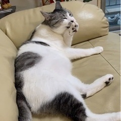 【交渉中】甘えん坊おねだり上手な猫の男の子