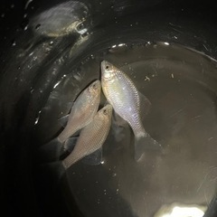 黄腹タナゴ（黄石台たなご）2ペア