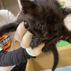 【黒猫】赤ちゃん