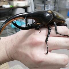 ヘラクレスオオカブト　幼虫ニ令の画像