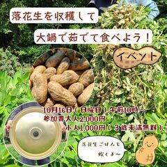 10/16🥜落花生の収穫体験