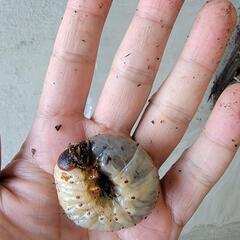 カブトムシの幼虫1頭200円の画像