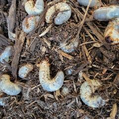 カブトムシの幼虫1頭200円