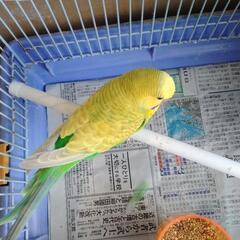 セキセイインコ＊オス1才＊只今交渉中です