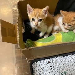 保護猫2匹