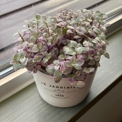 (決定)カリシアロザート　多肉植物🌱