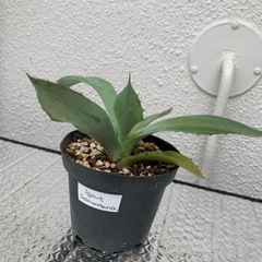 Agave seemanniana  実生10/9フリマ出品