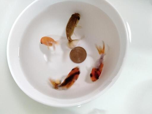 [同時購入なら割引]金魚　江戸錦４匹