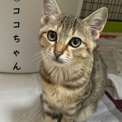 ★★★かわいい子猫（16匹）の貰い手さん募集中！★★★No.1