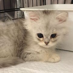 ラガマフィンシルバー　未熟児だった子猫ちゃん●本文をよくご覧下さいませ。 ●　アゴはネコ の画像