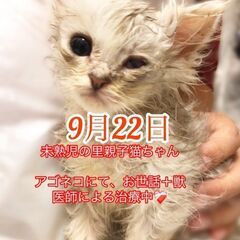 ラガマフィンシルバー　未熟児だった子猫ちゃん●本文をよくご覧下さいませ。 ●　アゴはネコ  - 渋谷区