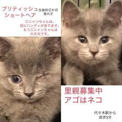 ブリティッシュショートヘア兄弟　子猫　●●●本文をよくご覧下さい...