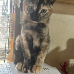 幸せな家族の元へ