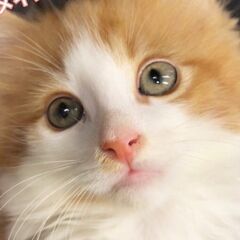 メインクーン生後約２ケ月　　子猫ちゃん　●●●本文をよくご覧下さ...
