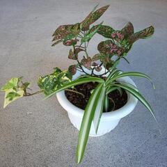寄せ植え3種！鉢付き