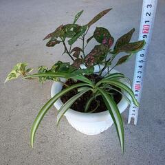 寄せ植え3種！鉢付きの画像