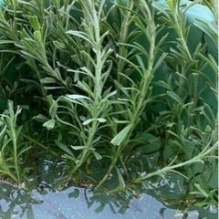 ラベンダー剪定枝の画像