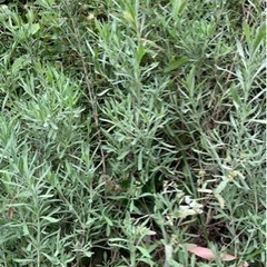 ラベンダー剪定枝