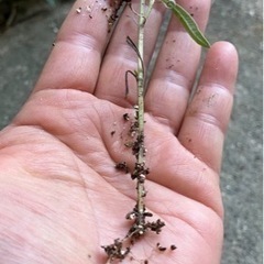 ラベンダー苗の画像