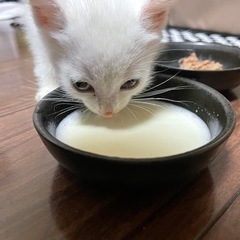 決定しました💕白猫