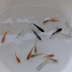めだか　カラフルセット　13尾　③