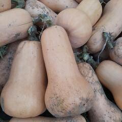 バターナッツカボチャさしあげます。の画像