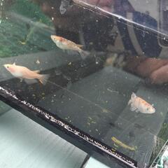 美白三色めだかの画像