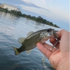 南湖バス釣り🎣+@なんでも(*´ω`*)
