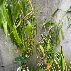 モンステラ、ミリオンバンブー、オーガスタ他、植物セット