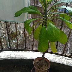 プルメリアの鉢　あげます