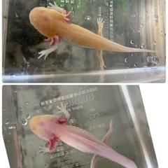 ウーパールーパー2匹