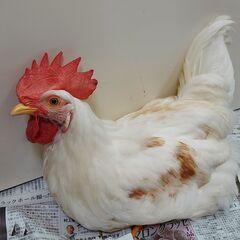 有精卵7月生まれのレグホーンオスの里親さんを募集します