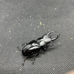 外国産クワガタ等の販売の画像