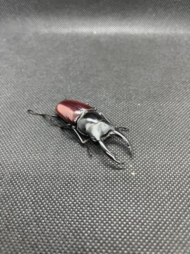 外国産クワガタ等の販売