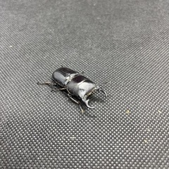 外国産クワガタ等の販売の画像